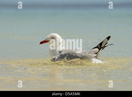 Silver Gull (Larus novaehollandiae) adult bathing in sea water, Queensland, Australia, November Stock Photo