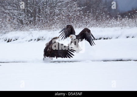 Two bald eagles fighting over salmon. Stock Photo
