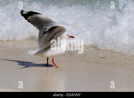 Silver Gull (Larus novaehollandiae) adult walking in sea water along the beach, about to fly, Queensland, Australia, November Stock Photo