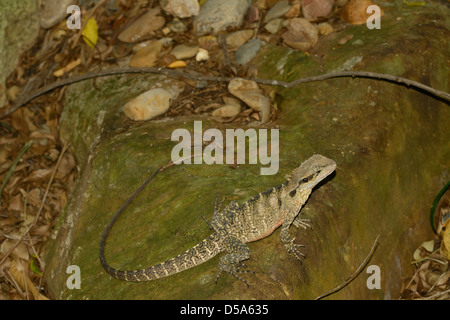 Australian Water Dragon (Physignathus lesueurii) resting on rock, Queensland, Australia, December Stock Photo