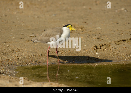 Yellow-wattled Lapwing (Vanellus malabaricus) standing in shallow water, Queensland, Australia, November Stock Photo