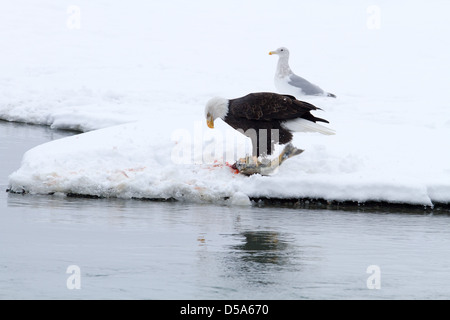 Bald eagle feeding on salmon chilkat river bald eagle reserve. Stock Photo