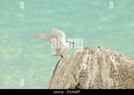 Black-naped Tern (Sterna sumatrana) perched on rock with fish in beak, Queensland, Australia, December Stock Photo