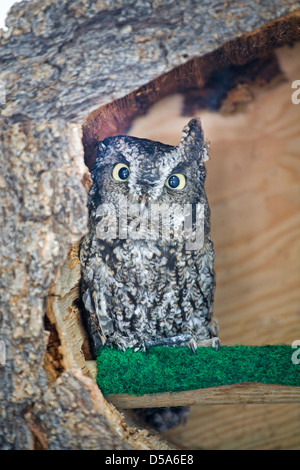 Western Screech Owl (Megascops kennicottii) Stock Photo