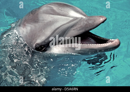 DOLPHIN - Bottle-nosed Dolphin (Tursiops truncatus) mammal fairly common still in the North Atlantic and Mediteranean. From the archives of Press Portrait Service (formerly Press Portrait Bureau)