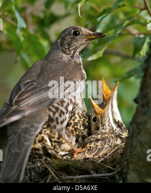A Thrush (Turdus ericetorum) feeding four fledgling baby chicks in her nest in a cherry tree in Sussex Stock Photo