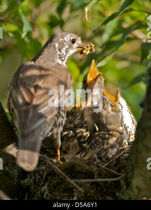 A Thrush (Turdus ericetorum) feeding four fledgling baby chicks in her nest in a cherry tree in Sussex Stock Photo