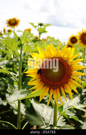 Sunflower with bumble bee, face to sun with blue sky and field of flowers in background. Stock Photo