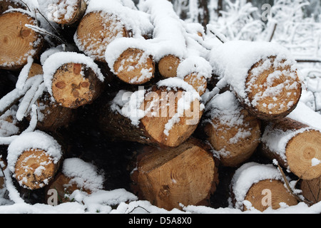 Snow covered felled tree trunks in an English woodland Stock Photo