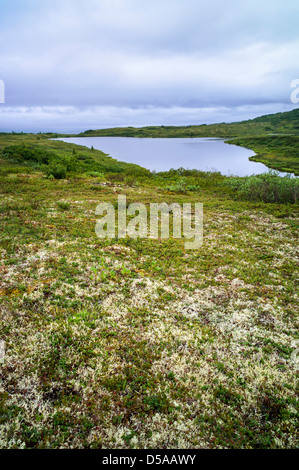 Lake, lichen and tundra, western section of Denali National Park, Alaska, USA Stock Photo