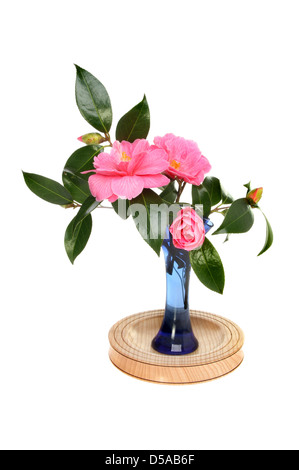 Arrangement of camellia flowers, leaves and buds in a glass vase on a wooden dish isolated against white Stock Photo