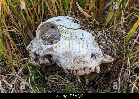 Domestic sheep skull in Scorpion Canyon left from ranching days, Santa Cruz Island, Channel Islands National Park, CA Stock Photo
