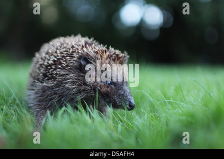 Handewitt, Germany, runs a hedgehog in the garden over the lawn Stock Photo