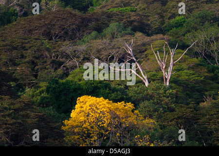 Yellow Gold Tree (Guayacan) sci,name; Tabebuia guayacan, in the rainforest of Soberania national park, Panama province, Republic of Panama. Stock Photo