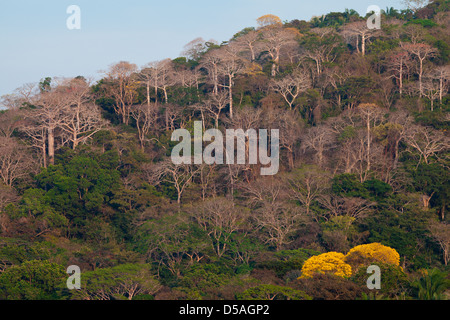 Yellow Gold Trees (Guayacan), on the East side of Rio Chagres, Soberania national park, Panama province, Republic of Panama. Stock Photo