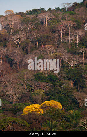 Yellow Gold Trees (Guayacan), on the East side of Rio Chagres, Soberania national park, Panama province, Republic of Panama. Stock Photo