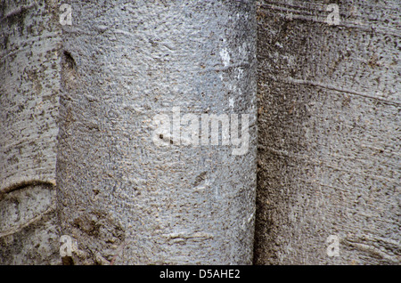 Natural background featuring the close up bark of the baobab trees of Africa's Madagascar rain forests Stock Photo