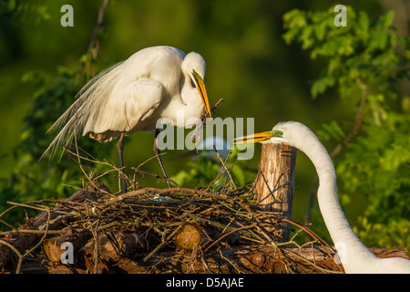 Great Egret Nest Building - Great Egrets - Smith Oaks Rookery - High Island, Texas Stock Photo