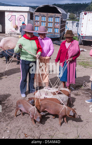 3 Ecuadorian women wearing fedora hats hold their pigs on leashes that they intend to sell at the weekly colorful animal market. Stock Photo