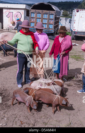 3 Ecuadorian women wearing fedora hats hold their pigs on leashes that they intend to sell at the weekly colorful animal market. Stock Photo