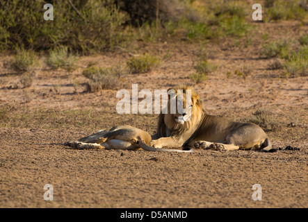 lion mating resting Stock Photo - Alamy
