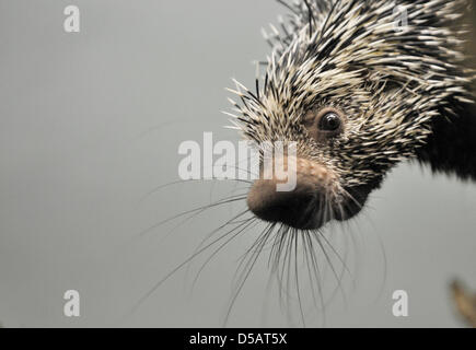 With great interest, this female Prehensile-tailed porcupine, or coendous, eyes the cameramen and photographeres who actually want to take pictures of her few-days-old baby at the Zoo in Frankurt/Main, Germany, 13 July 2010. The fur of the animal is replaced by thin and pointed needle-like stings that make for an effective protection from enemies. Photo: Boris Roessler Stock Photo