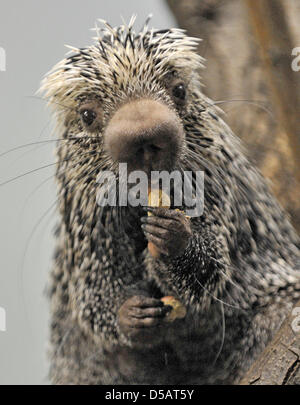 While she eats a peanut, this female Prehensile-tailed porcupine, or coendous, eyes the cameramen and photographeres who actually want to take pictures of her few-days-old baby at the Zoo in Frankurt/Main, Germany, 13 July 2010. The fur of the animal is replaced by thin and pointed needle-like stings that make for an effective protection from enemies. Photo: Boris Roessler Stock Photo