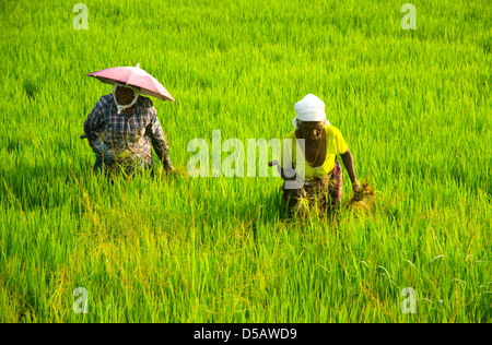 Rice pickers near Alleppey, Kerala, India Stock Photo