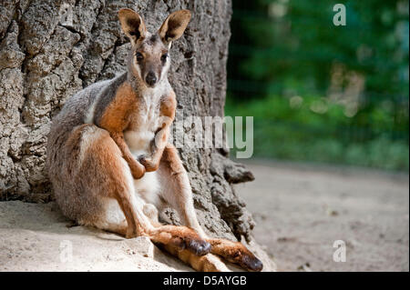 A Yellow-footed Rock-wallaby (lat.: Petrogale xanthopus) frolicks around in its enclosure in Berlin, Germany, 27 July 2010. Three male Yellow-footed Rock-wallabies are currently living in the zoo and destined to provide offspring, yet the female equivalents are lacking. Photo: ROBERT SCHLESINGER Stock Photo