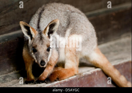 A Yellow-footed Rock-wallaby (lat.: Petrogale xanthopus) frolicks around in its enclosure in Berlin, Germany, 27 July 2010. Three male Yellow-footed Rock-wallabies are currently living in the zoo and destined to provide offspring, yet the female equivalents are lacking. Photo: ROBERT SCHLESINGER Stock Photo