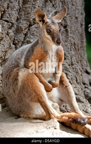 A Yellow-footed Rock-wallaby (lat.: Petrogale xanthopus) frolicks around in its enclosure in Berlin, Germany, 27 July 2010. Three male Yellow-footed Rock-wallabies are currently living in the zoo and destined to provide offspring, yet the female equivalents are lacking. Photo: ROBERT SCHLESINGER Stock Photo