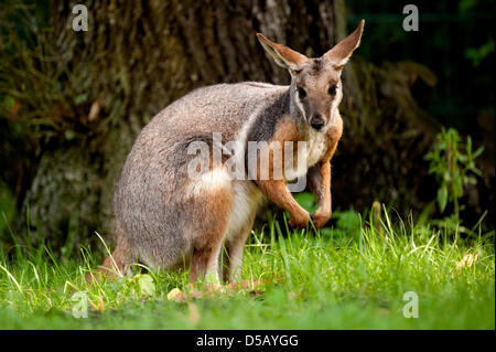 A Yellow-footed Rock-wallaby (lat.: Petrogale xanthopus) frolicks around in its enclosure in Berlin, Germany, 27 July 2010. Three male Yellow-footed Rock-wallabies are currently living in the zoo and destined to provide offspring, yet the female equivalents are lacking. Photo: ROBERT SCHLESINGER Stock Photo