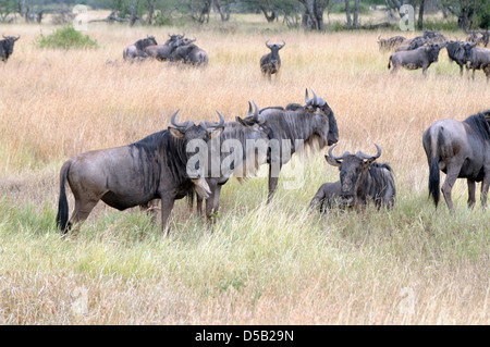 Herd of white bearded (or brindled or Blue) wildebeest (Connochaetes taurinus). Photographed in Tanzania Stock Photo