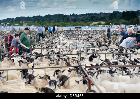 Buyers and sellers looking at pens of sheep at the Thame Sheep fair. Stock Photo