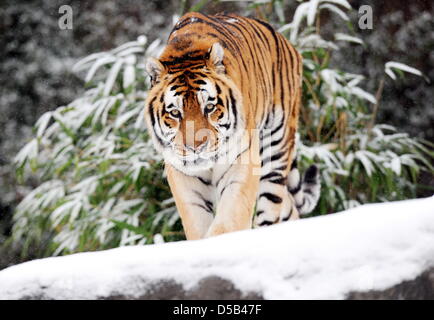 Female Sibirian tiger 'Tiger' walks through her snowy enclosure in Hagenbeck's zoo in Hamburg, Germany, 05 January 2010. Meteorologists predict a continuation of the cold and snowy weather. Photo: MAURIZIO GAMBARINI Stock Photo