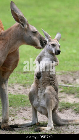 A Kangaroo-father sniffs his young Kangaroo in the Zoo of Berlin, Germany, 10 August 2010. Two young Kangaroos were born in June and July in the Group of Red Kangaroos of the Berlin Zoo. Red kangaroos are the largest living marsupials onm earth and their living space streches across the entire Australian continent. Photo: Stephanie Pilick Stock Photo