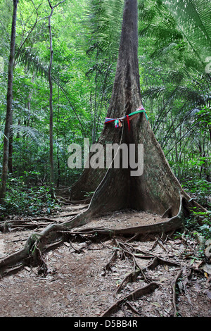 Buttress root tree in the jungle Stock Photo