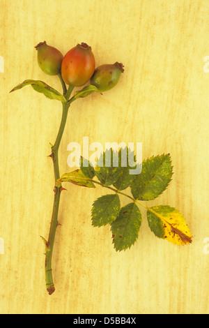 Close up of stem of Dog rose or Rosa canina with three ripening rosehips and leaves lying on stained board Stock Photo