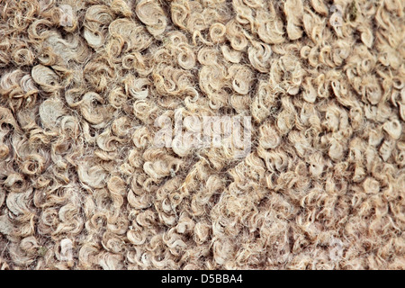 Natural camel wool as a background Stock Photo