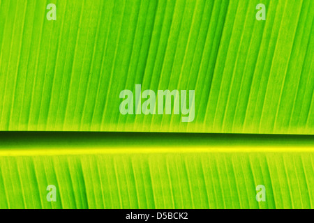 Fresh banana leaf as a nice nature background Stock Photo