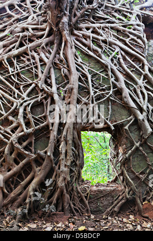 Old tree roots covered wall Stock Photo