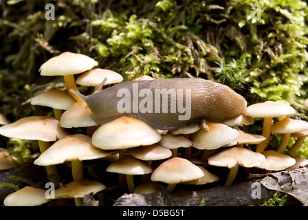 big slug snail sits on mushroom in forest Stock Photo