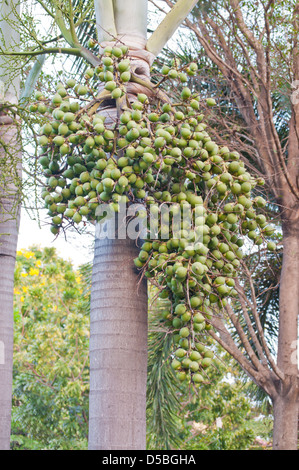 The Foxtail palm fruits at the early stages. Stock Photo