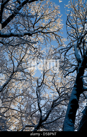 Snow laden tree branches set against a blue sky background. Stock Photo