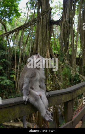Asia Bali Indonesia  Central region, Ubud, Monkey forest park Macaque Stock Photo