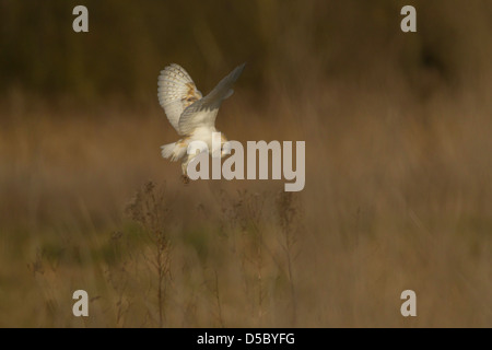 Tyto alba,  Barn owl in flight, hovering looking down over the ground against a blurred background Stock Photo