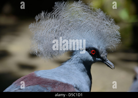 Indonesia, Bali, central region, ornithological park, western crowned pigeon (Goura Cristata) Stock Photo