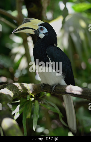 Bali, Indonesia Central region, ornithological park, Oriental Pied Hornbill (Anthracoceros albirostris) Stock Photo