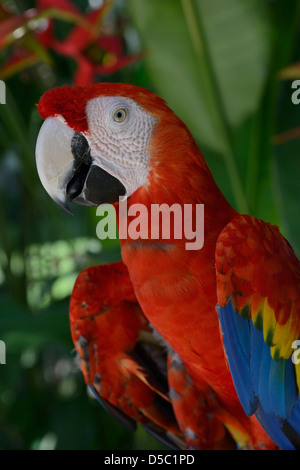 Indonesia, Bali, macaw parrot in the ornithological park Stock Photo