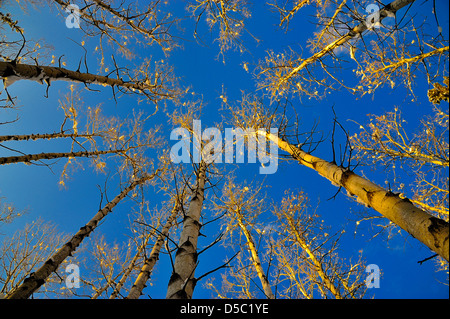 Aspen tree tops lighted by the warm rays of the setting winter sun Stock Photo